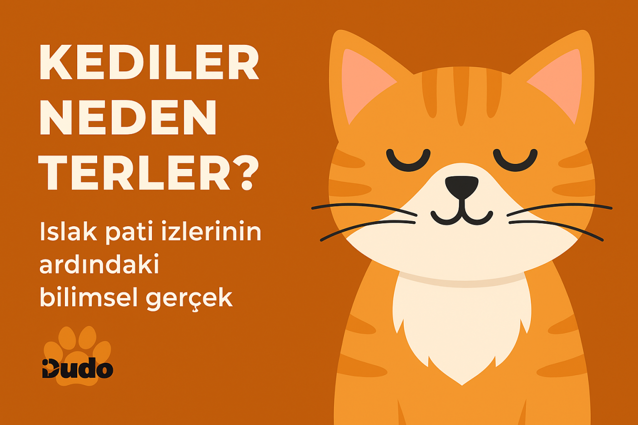 Kediler Neden Terler? Islak Pati İzlerinin Ardındaki Bilimsel Gerçek