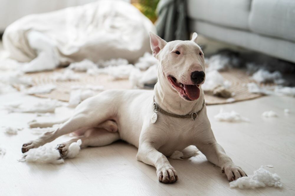 Türkiye'de Yasaklanmış Köpek Irkları