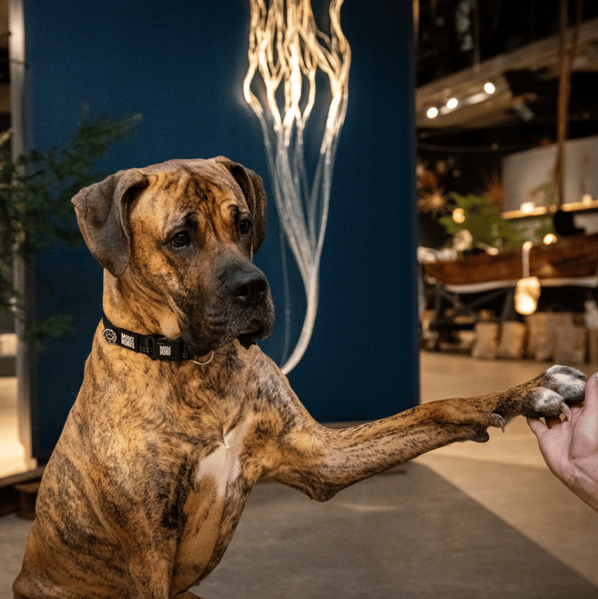 Matrix 2.0 Akıllı Künyeli Köpek Boyun Tasması - Siyah