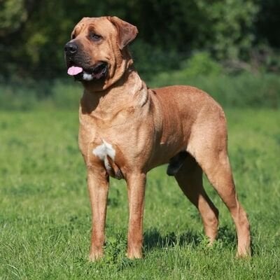 Tosa Inu köpek cinsi
