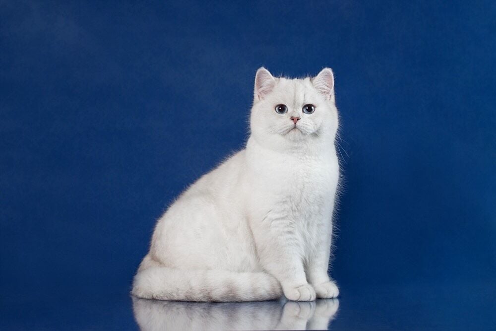 Kedi Yaşı Hesaplama, Kedi Yaşı Nasıl Hesaplanır? Kedi Yaş Tablosu