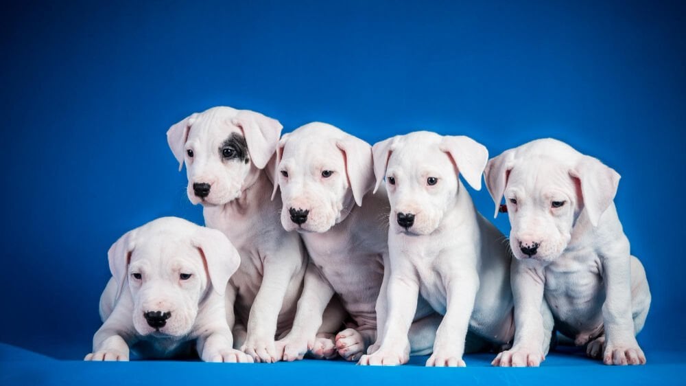 Köpekler Kaç Günde Doğurur?
