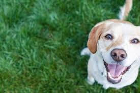 Kısır Köpek Maması Nasıl Seçilir? 2025 Güncel Beslenme Kılavuzu