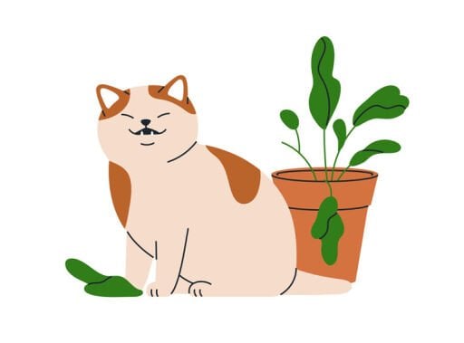 Kedi
