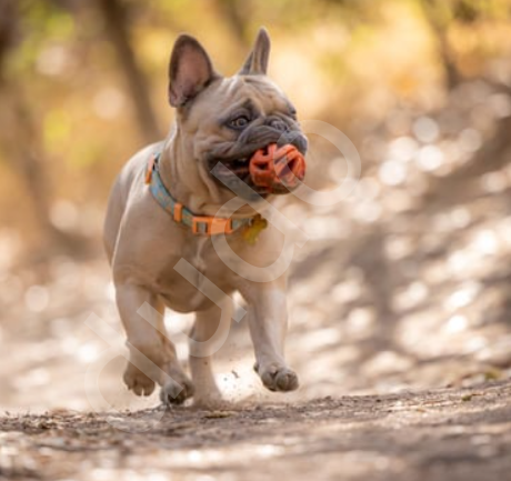 Chuckit! Air Fetch Ball 2'li Köpek Oyun Topu (Küçük Boy)