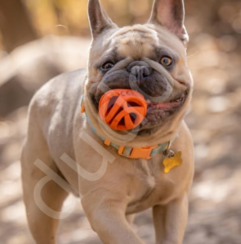 Chuckit! Air Fetch Ball 2'li Köpek Oyun Topu (Küçük Boy)