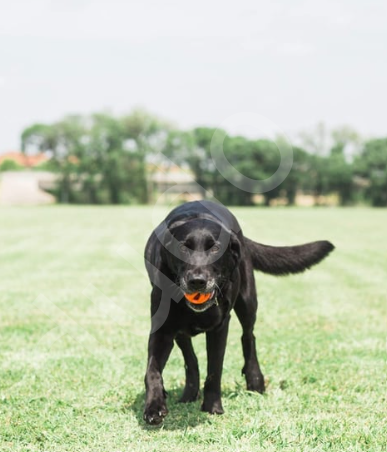 Chuckit! Air Fetch Ball Köpek Oyun Topu (Orta Boy)