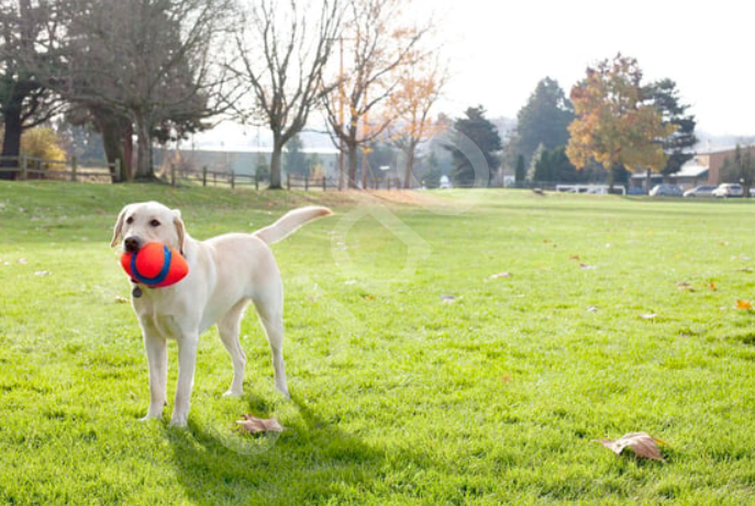 Chuckit! Fumble Fetch Köpek Oyun Topu