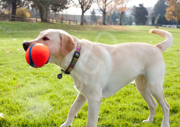 Chuckit! Fumble Fetch Köpek Oyun Topu