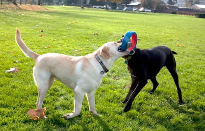 Chuckit! Fetch Wheel Oyun Halkası (Küçük Boy)