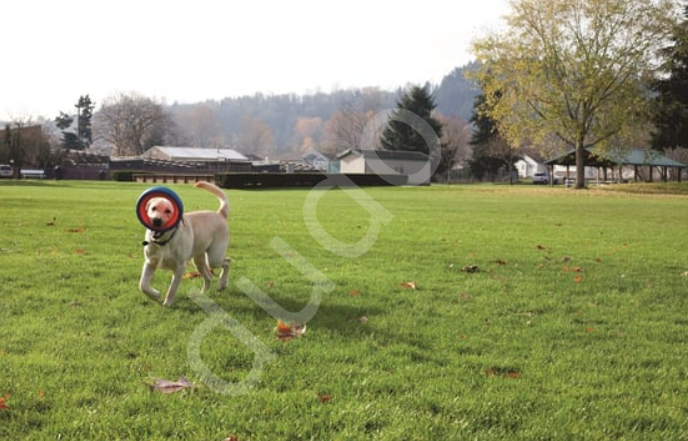 Chuckit! Fetch Wheel Oyun Halkası (Küçük Boy)