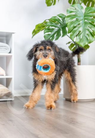 Chuckit! Indoor Roller Eve Özel Yumuşak Oyun Topu