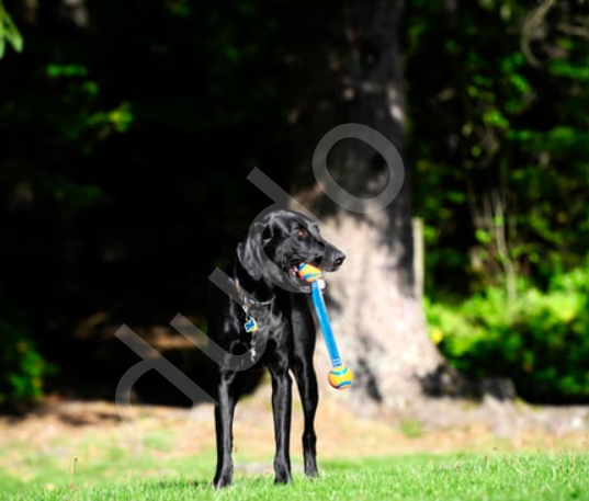 Chuckit! Ultra Duo Tug 2'li Köpek Çekiştirme Topu (Küçük Boy)