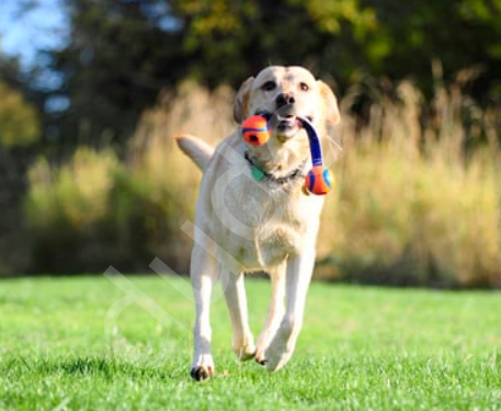 Chuckit! Ultra Duo Tug 2'li Köpek Çekiştirme Topu (Küçük Boy)