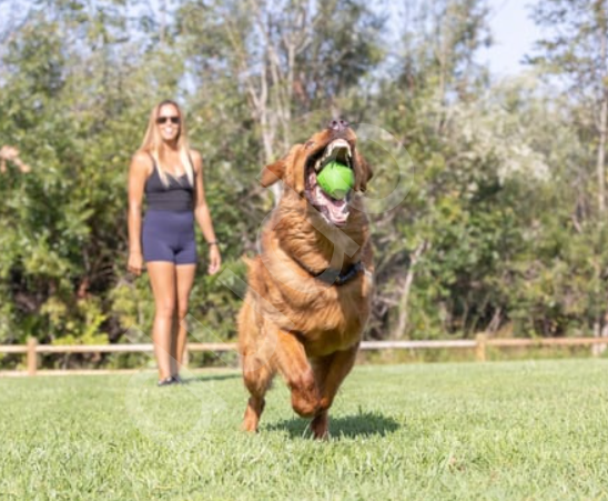 Chuckit! Erratic Ball Köpek Oyun Topu (Büyük Boy)