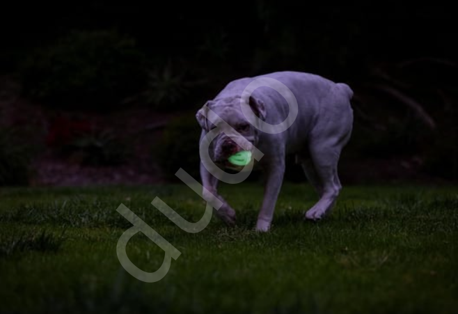 Chuckit! Max Glow Air Fetch Gece Parlayan 2'li Köpek Oyun Topu (Küçük Boy)
