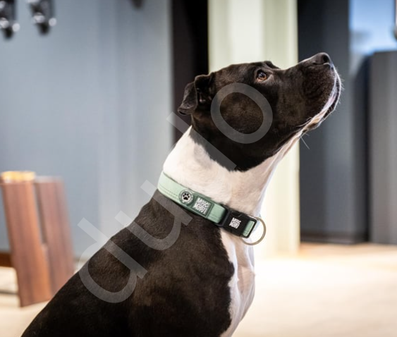 Matrix 2.0 Akıllı Künyeli Köpek Boyun Tasması - Jade-L