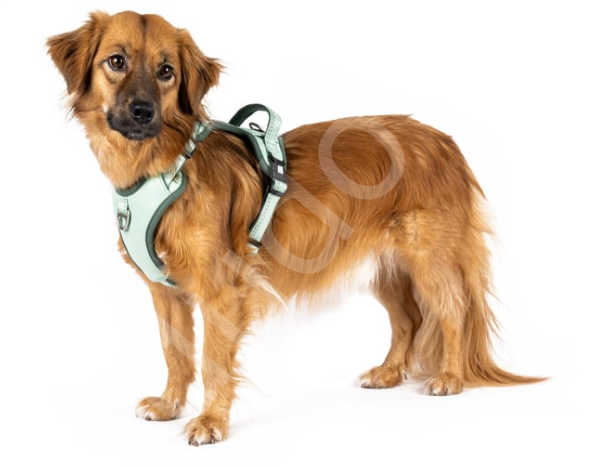Matrix 2.0 Akıllı Künyeli Sport Köpek Göğüs Tasması - Jade