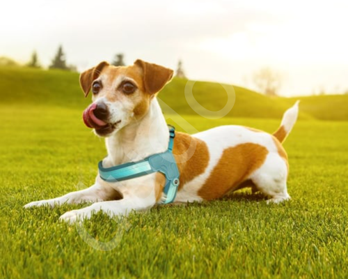 Matrix 2.0 Akıllı Künyeli Q-Fit Köpek Göğüs Tasması  - Turkuaz