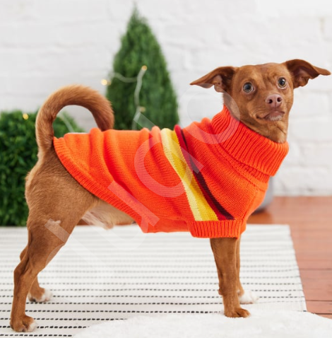 GF PET Retro Köpek Süveteri - Turuncu-M