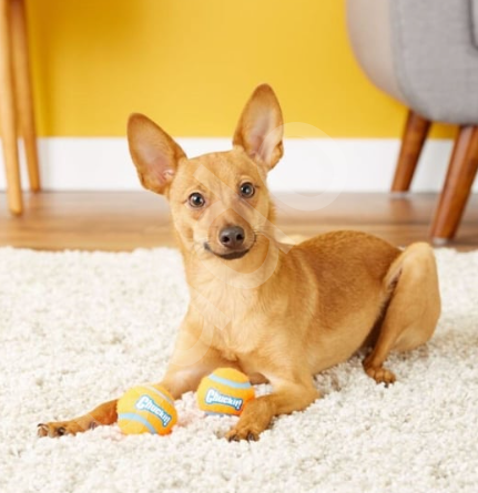 Chuckit! 2'li Köpek Tenis Oyun Topu (Orta Boy)