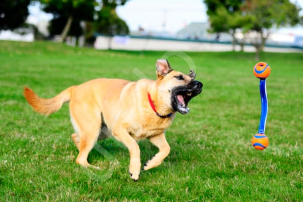 Chuckit! Ultra Duo Tug 2'li Köpek Çekiştirme Topu (Orta Boy)