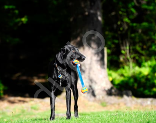 Chuckit! Ultra Duo Tug 2'li Köpek Çekiştirme Topu (Orta Boy)
