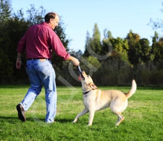 Chuckit! Ultra Duo Tug 2'li Köpek Çekiştirme Topu (Orta Boy)