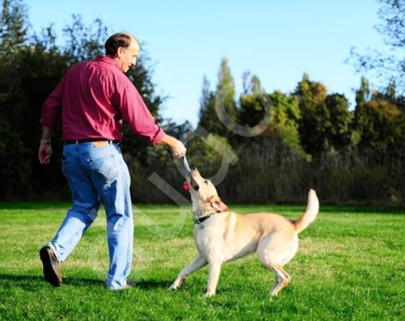 Chuckit! Ultra Tug Köpek Çekiştirme Topu (Orta Boy)
