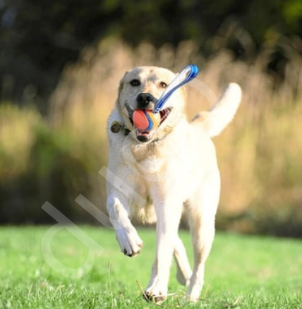 Chuckit! Ultra Tug Köpek Çekiştirme Topu (Orta Boy)
