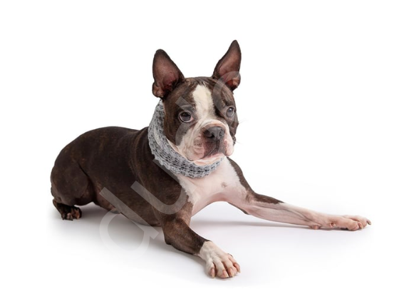 GF PET Chalet Boyun Atkısı - Gri-M