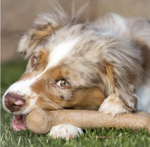 BarkBone Dinosaur Bacon Aromalı Bitmeyen Köpek Çiğneme Kemiği (Küçük Boy)