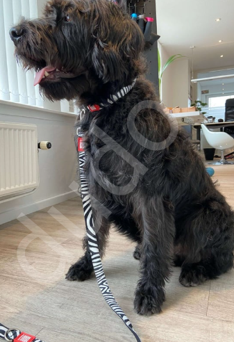 Max & Molly Zebra Köpek Gezdirme Kayışı