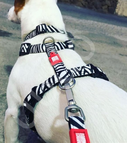 Max & Molly Zebra Köpek Göğüs Tasması