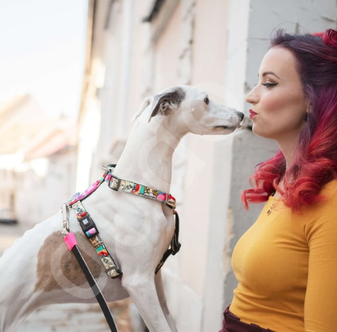 Max & Molly Missy Pop Köpek Göğüs Tasması-M