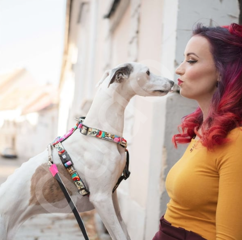Max & Molly Missy Pop Köpek Göğüs Tasması-L