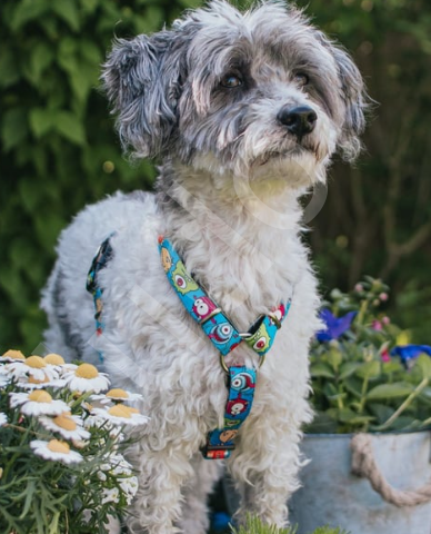 Max & Molly Little Monsters Köpek Göğüs Tasması-S