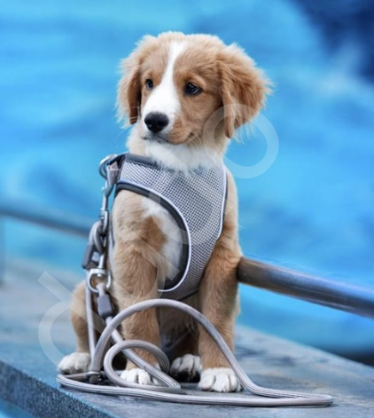 Matrix 2.0 Air Vest Köpek Göğüs Tasması - Mavi
