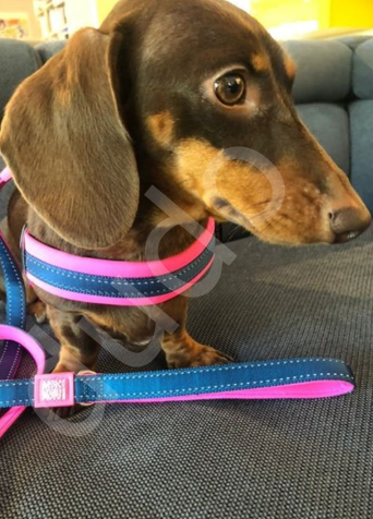 Max & Molly Matrix Pink Köpek Gezdirme Kayışı-L