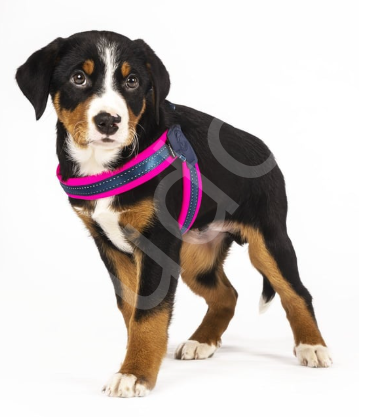 Max & Molly Matrix Pink Q-Fit Köpek Göğüs Tasması