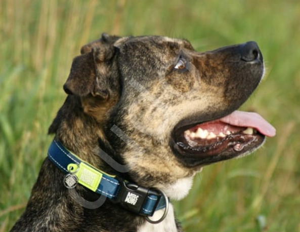 Max & Molly Matrix Green Q-Fit Köpek Göğüs Tasması