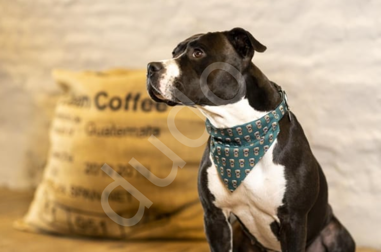 Max & Molly Coffee Break Bandana