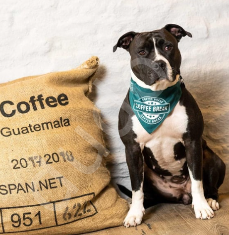 Max & Molly Coffee Break Bandana