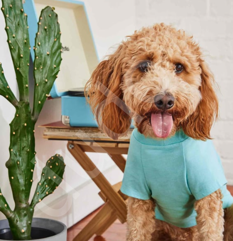 GF Pet Graphic Tee Köpek Tshirt - Aqua- XS