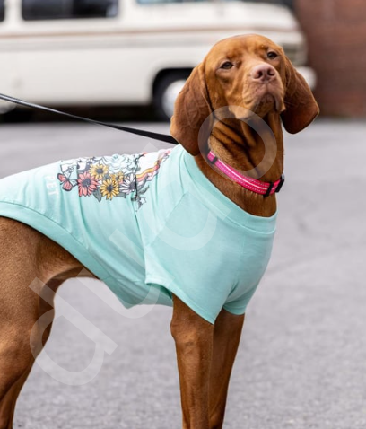 GF Pet Graphic Tee Köpek Tshirt - Aqua