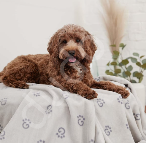GF Pet Ekstra Yumuşak Köpek ve Kedi Battaniyesi - Gri