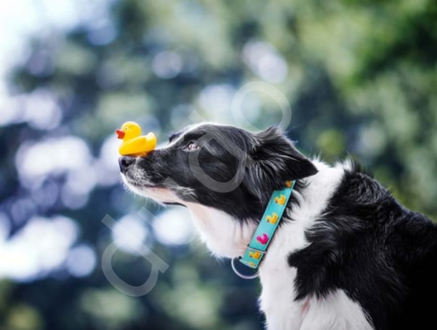 Max & Molly Ducklings Smart ID Köpek Boyun Tasması-XS